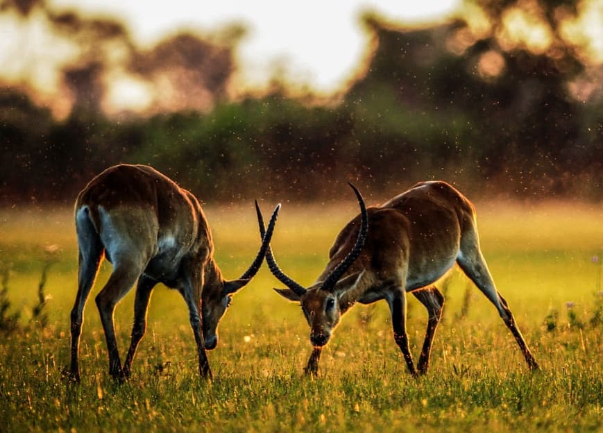Yala Safari