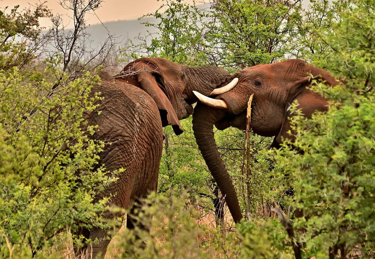 Udawalawa Safari