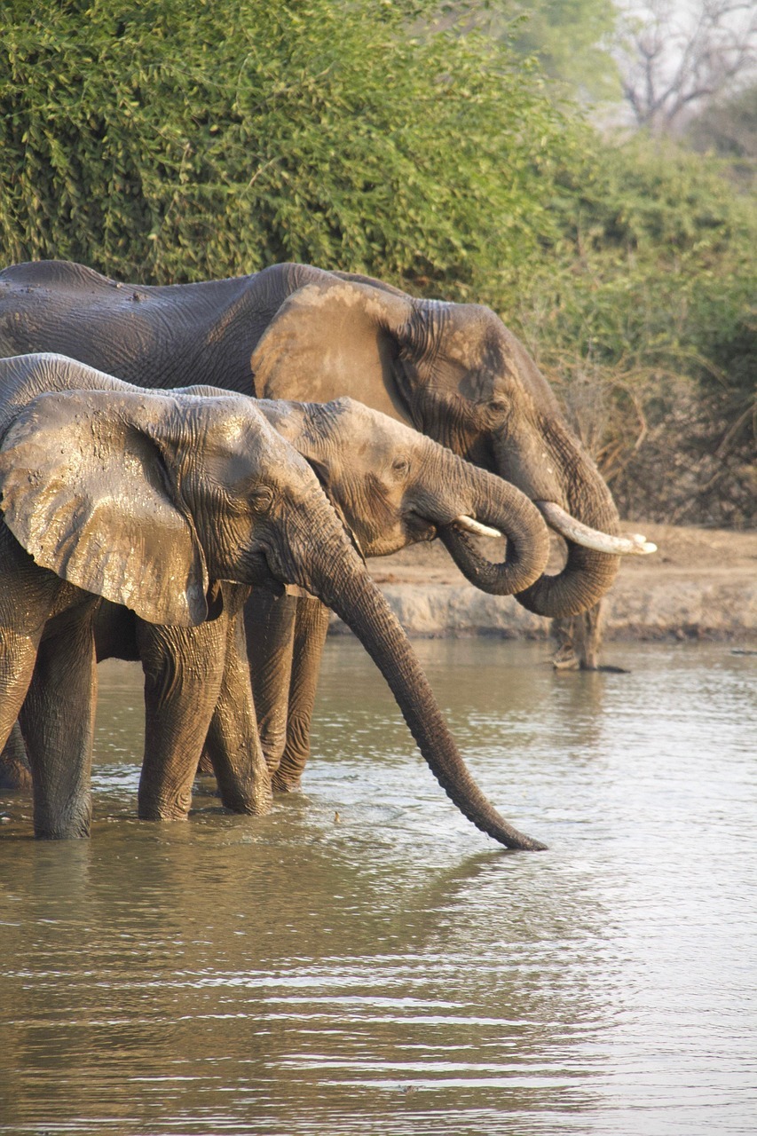 Private Safari