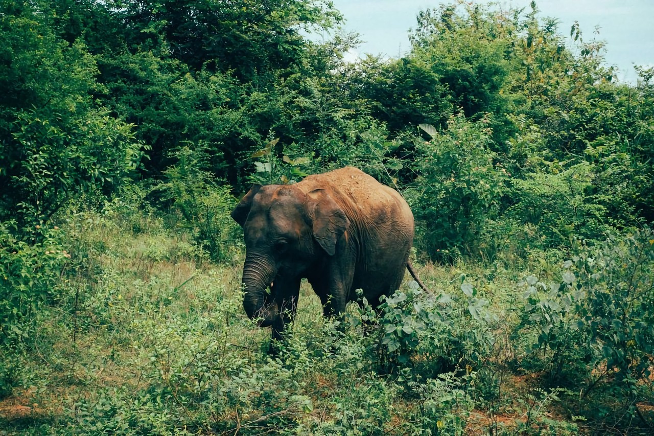 Full Day Safari