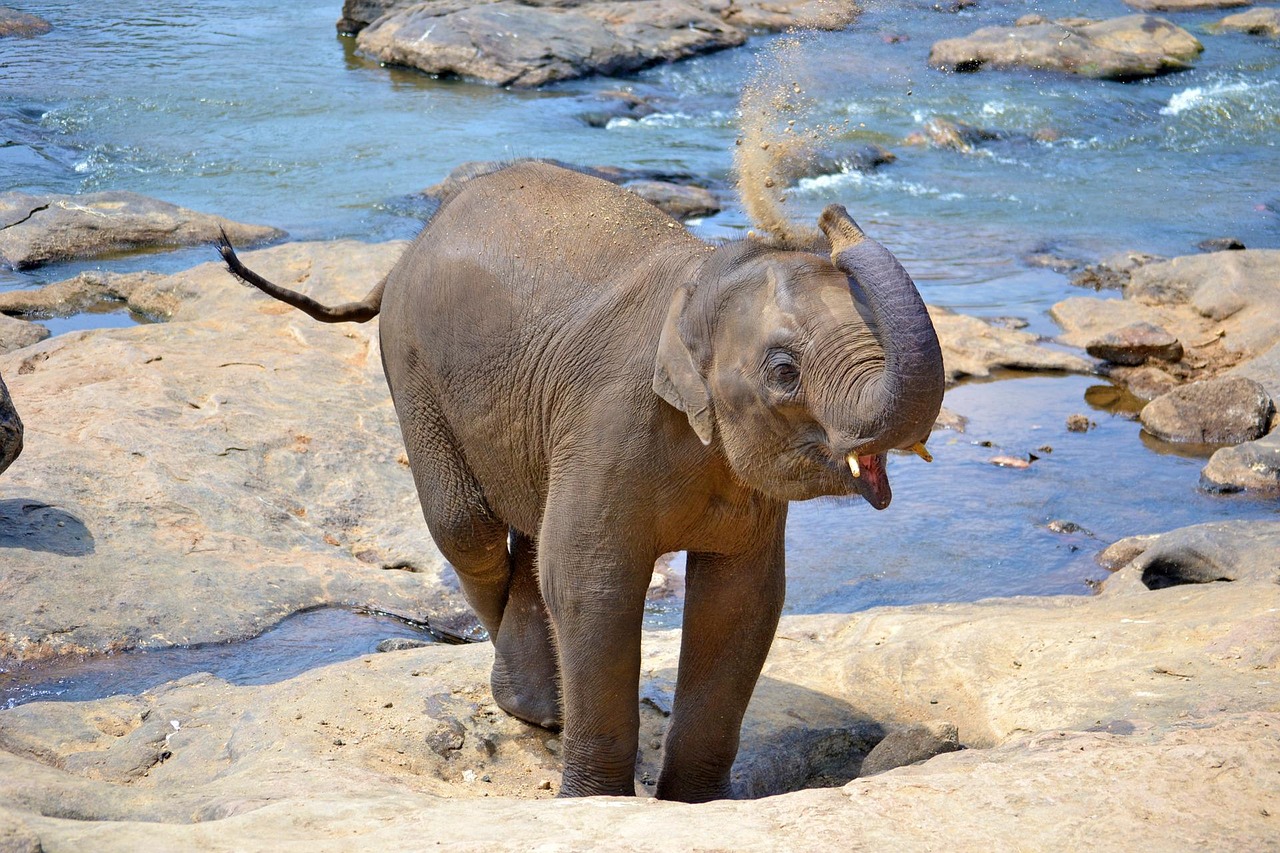 Udawalawa