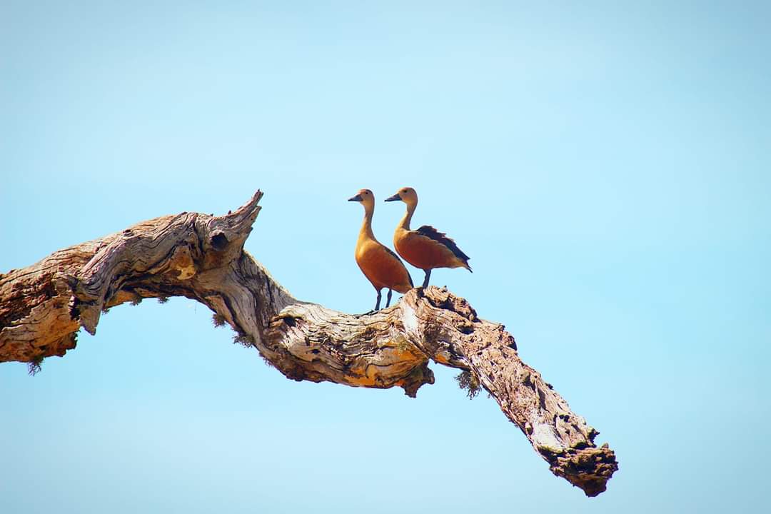 Sri Lanka Taxi Tour 1